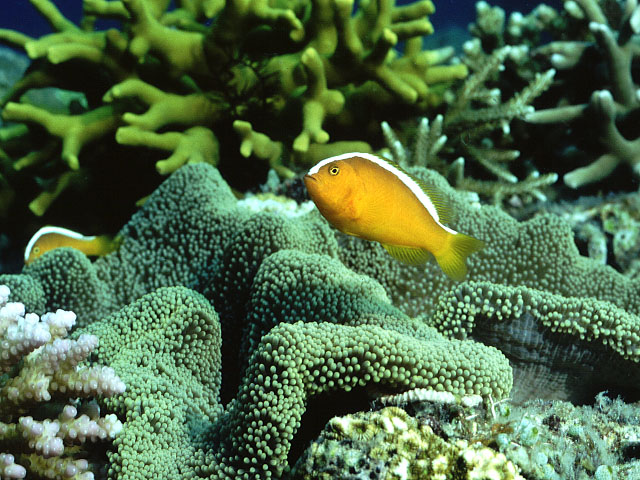 Amphiprion sandaracinos