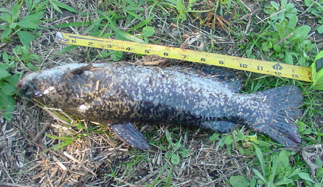 Ameiurus serracanthus