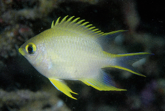 Amblyglyphidodon ternatensis