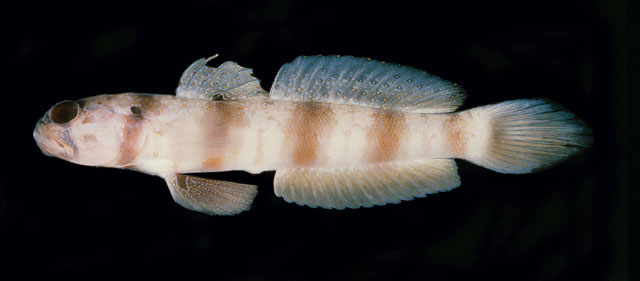 Amblyeleotris triguttata