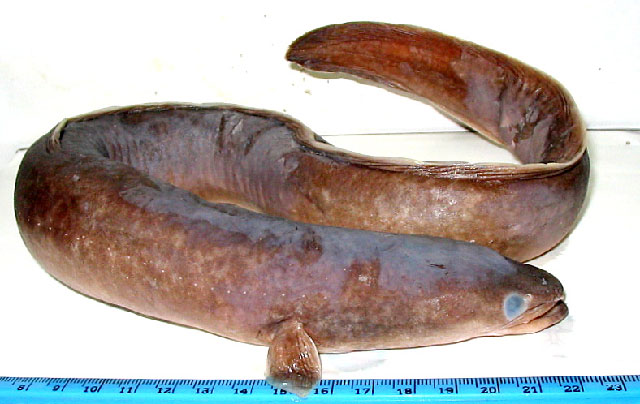 Anguilla bengalensis