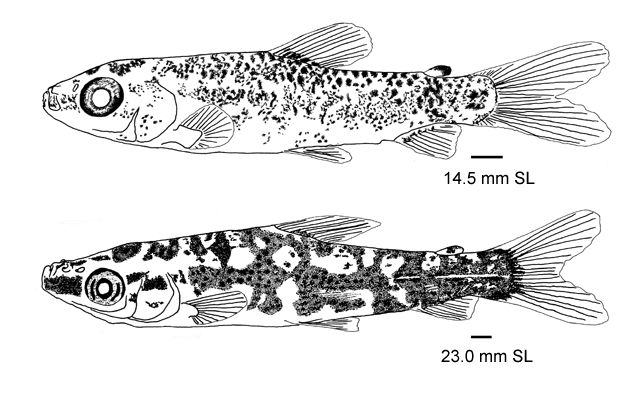 Anostomus brevior