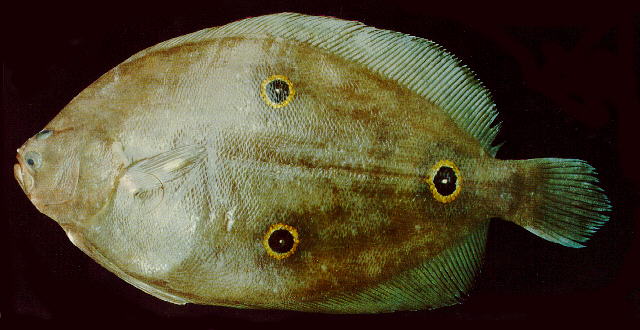 Ancylopsetta dendritica