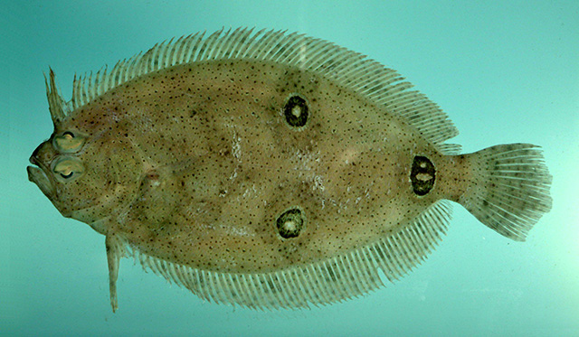 Ancylopsetta dilecta