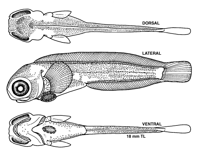 Anarhichas lupus