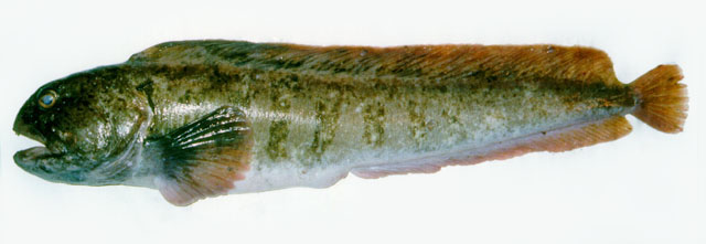 Anarhichas lupus