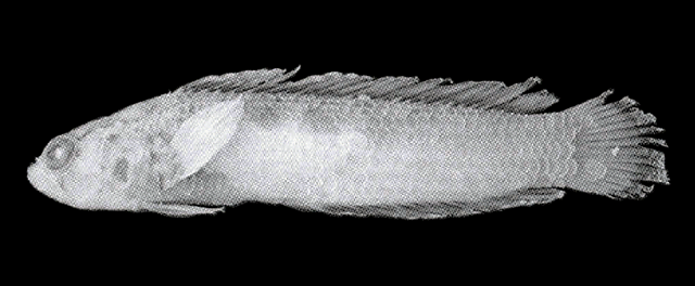 Anisochromis mascarenensis