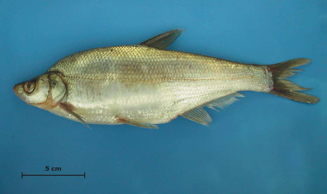 Ancherythroculter nigrocauda