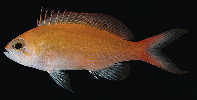 Pseudanthias regalis