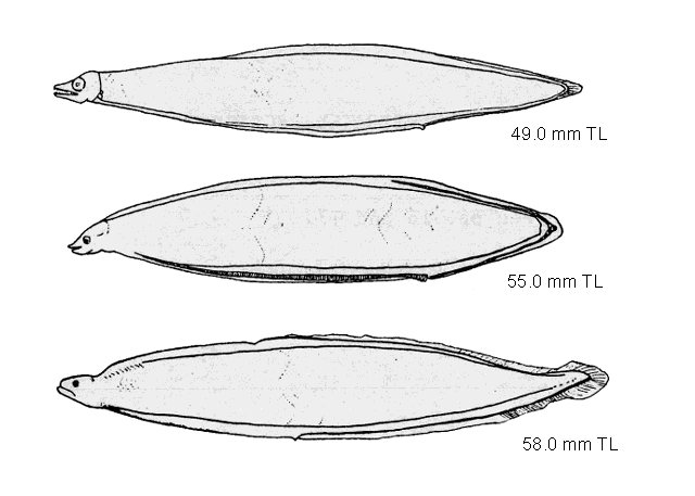 Anguilla rostrata