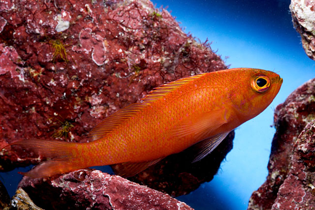 Choranthias salmopunctatus