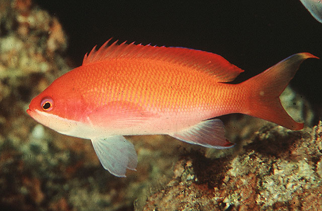 Pseudanthias taeniatus