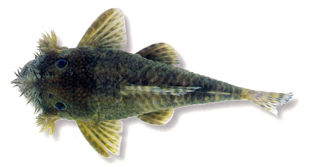 Ancistrus triradiatus