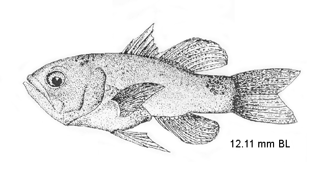 Nectamia bandanensis