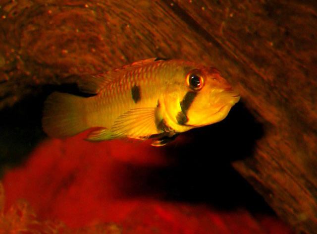 Apistogramma barlowi