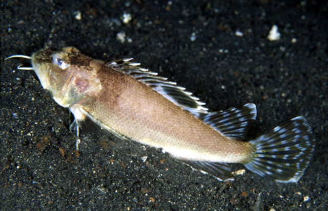 Apistus carinatus