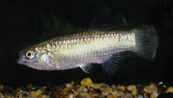 Aphanius dispar