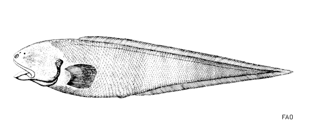 Apagesoma edentatum