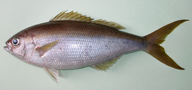 Apsilus fuscus