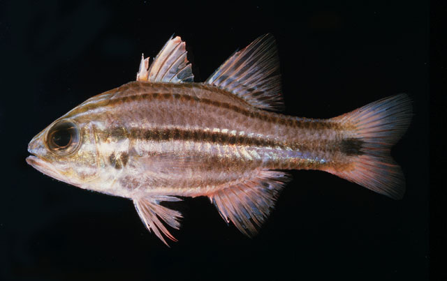 Aplim_u0.jpg