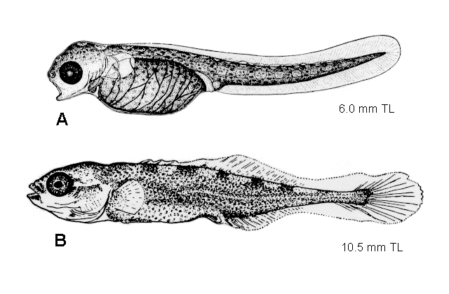 Apeltes quadracus