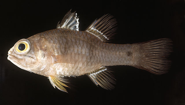 Pristicon rhodopterus