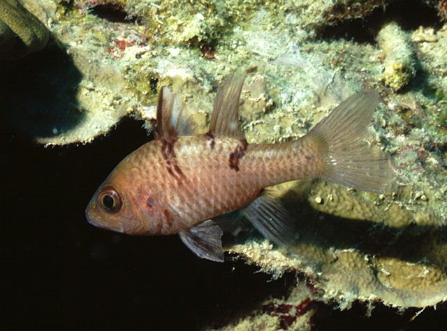 Pristicon trimaculatus