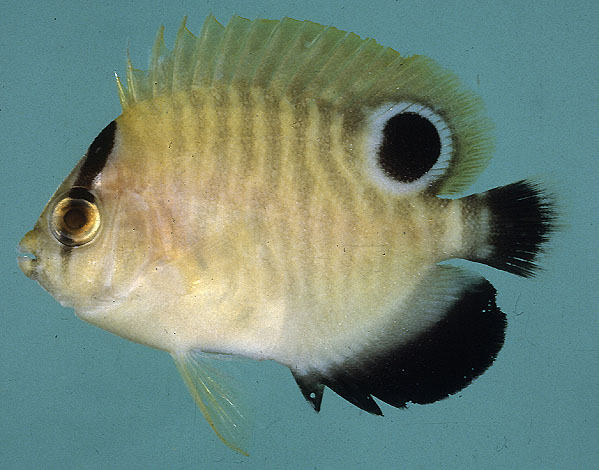 Apolemichthys xanthopunctatus