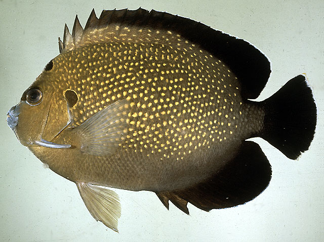 Apolemichthys xanthopunctatus