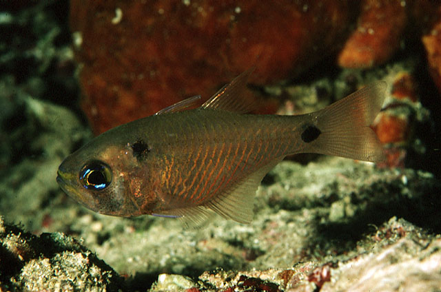 Taeniamia biguttata