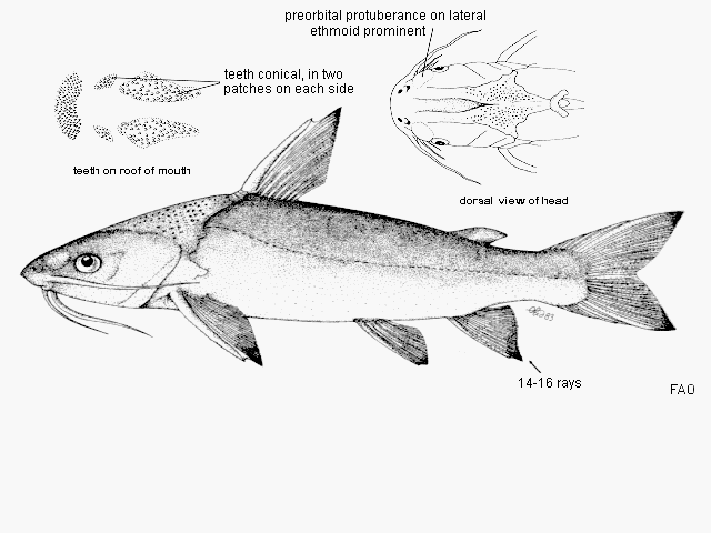 Plicofollis dussumieri