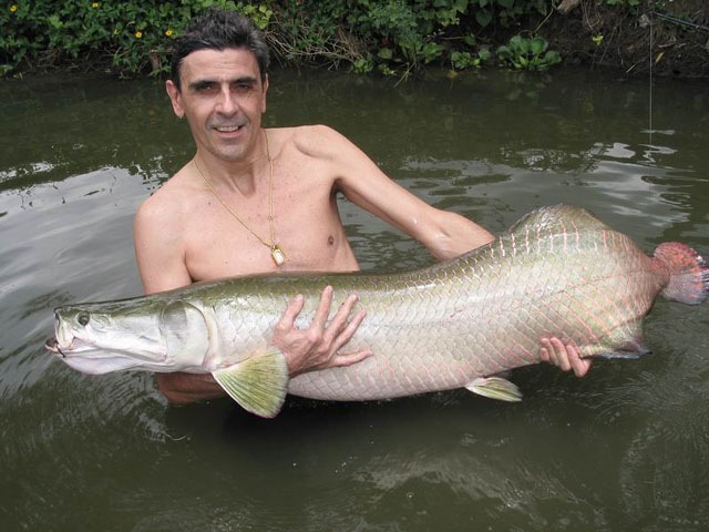 Arapaima gigas