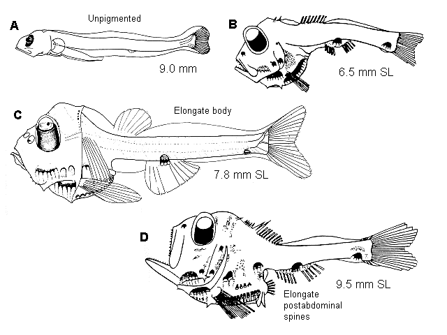 Argyropelecus hemigymnus