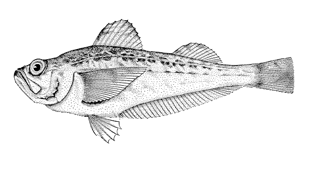 Arctoscopus japonicus