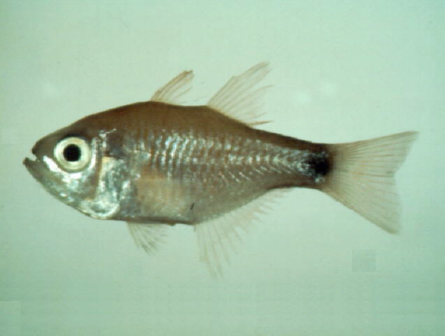 Taeniamia lineolata