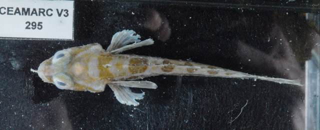 Artedidraco lonnbergi