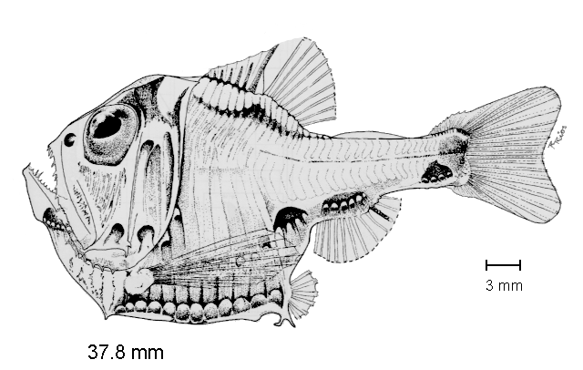 Argyropelecus lychnus