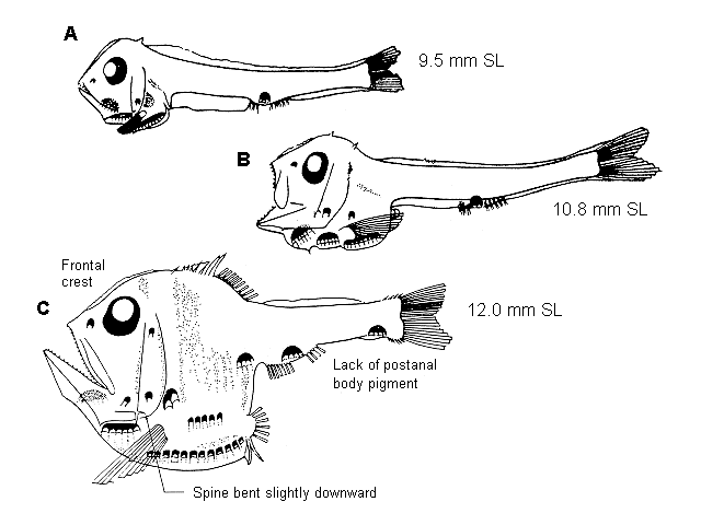 Argyropelecus lychnus