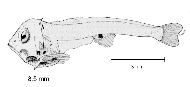 Argyropelecus lychnus