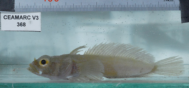 Artedidraco mirus