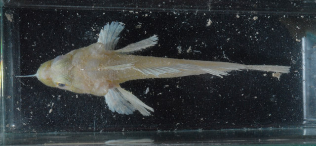 Artedidraco mirus