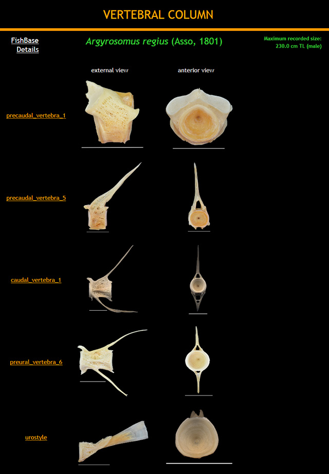 Argyrosomus regius