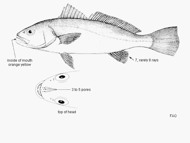 Argyrosomus regius