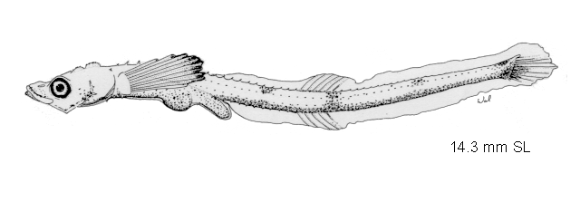 Aspidophoroides monopterygius