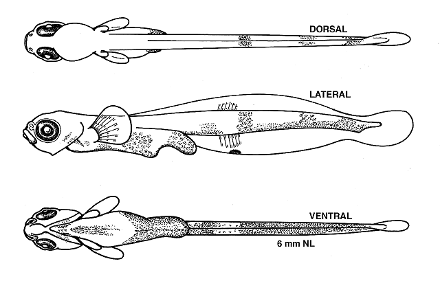 Aspidophoroides monopterygius