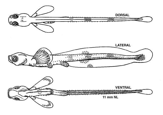 Aspidophoroides monopterygius