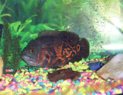 Astronotus ocellatus