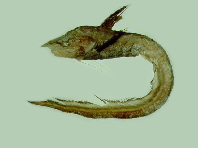 Ateleopus japonicus