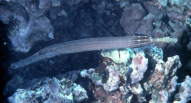 Aulostomus chinensis