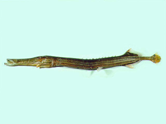 Aulostomus chinensis